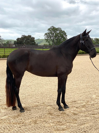 Lyric Dressage Lusitano mare Neblina