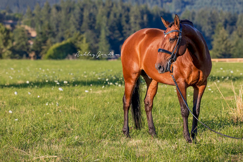 Falcon Dressage Lusitano Gelding