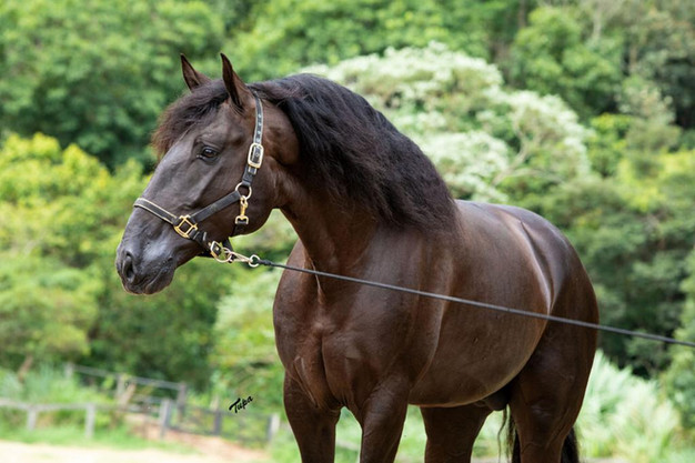 Lyric Dressage Lusitano - Legendario 4.j