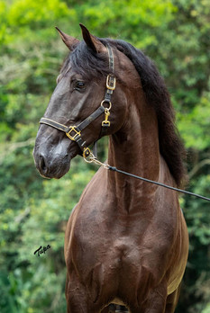 Lyric Dressage Lusitano - Legendario.jpe