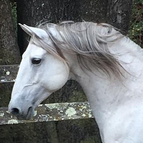 Barock Lusitano horses for sale