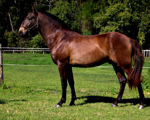 Lyric Dressage Lusitano for sale Oliver