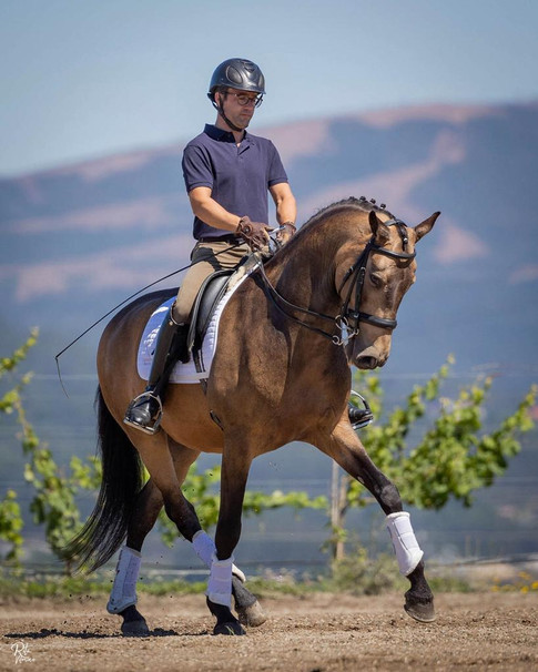 Lanceiro Lusitano gelding for sale