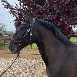 Lusitano Montemor