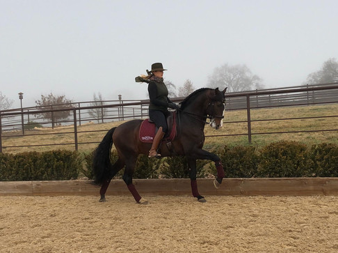 Lyric Dressage Lusitano Xerifino