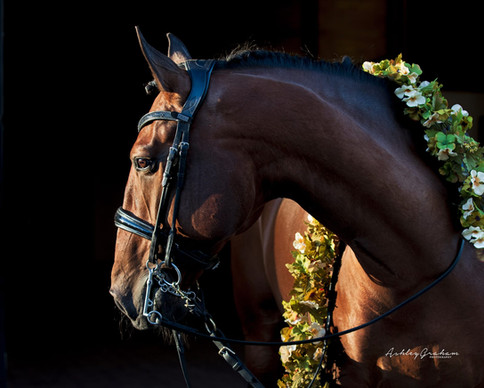 Falcon Dressage Lusitano Gelding