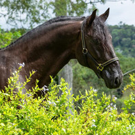Lyric Dressage Lusitano - Legendario9.jp
