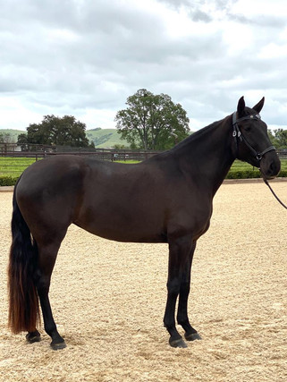 Lyric Dressage Lusitano mare Neblina