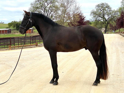 Lusitano Montemor