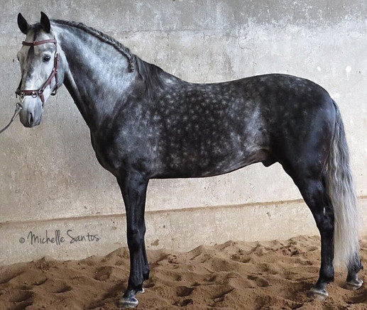 Lyric Dressage Lustiano gelding Honesto