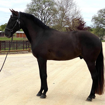 Lusitano Montemor