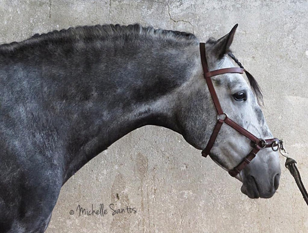 Lyric Dressage Lustiano gelding Honesto