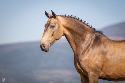 lanceiro gelding