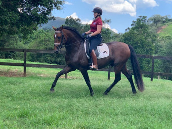 Dressage Lusitano stallion Guarani.jpeg