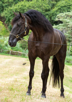 Lyric Dressage Lusitano - Legendario 6.j
