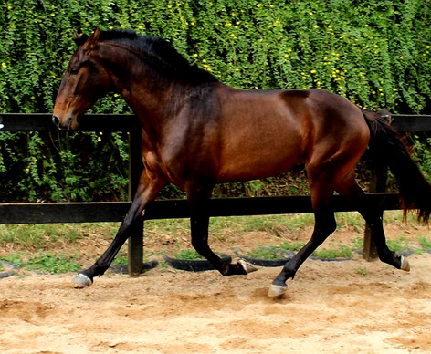 Lyric Dressage Lusitano for sale Oliver