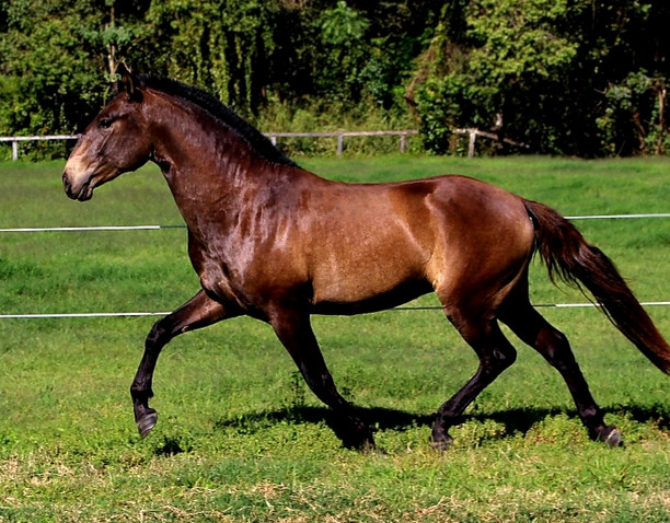 Lyric Dressage Lusitano for sale Oliver