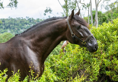 Lyric Dressage Lusitano - Legendario 10.