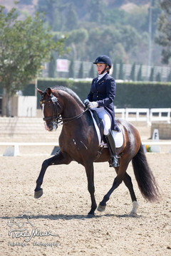 Lyric Dressage Lusitano Xerifino.jpeg