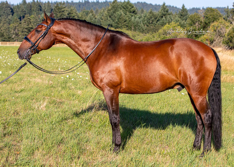 Falcon Dressage Lusitano Gelding