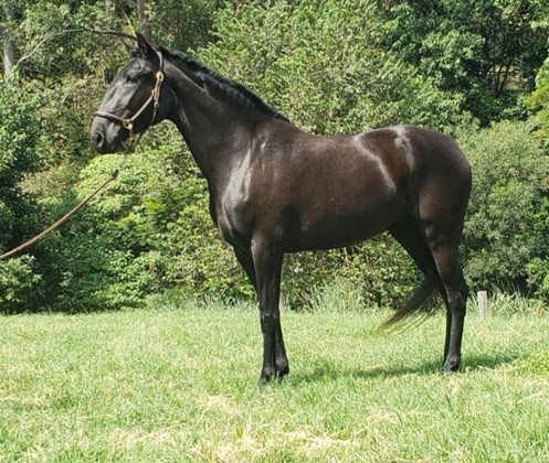 Black Lusitano mare Noite