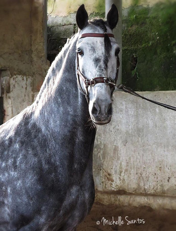 Lyric Dressage Lustiano gelding Honesto
