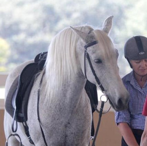 Barock Lusitano Horses for sale