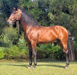 Dressage Lusitano stallion Guarani_4.jpe