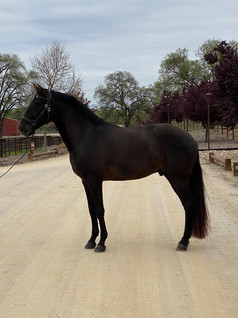 Lusitano Montemor