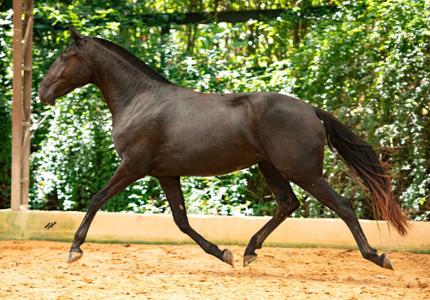 Ophelia do Arete Lusitano filly for sale