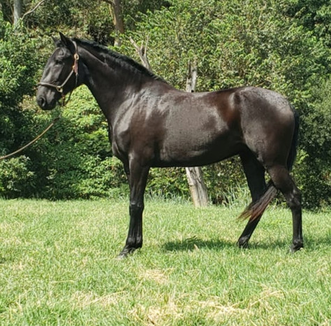 Black Lusitano mare Noite
