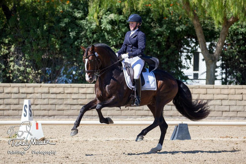 Lyric Dressage Lusitano Xerifino 4.jpeg