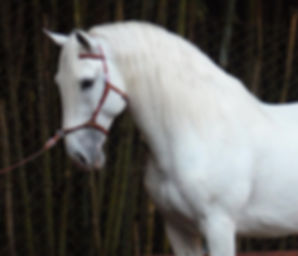 Lyric_Dressage_Lusitano_Ebro.jpeg
