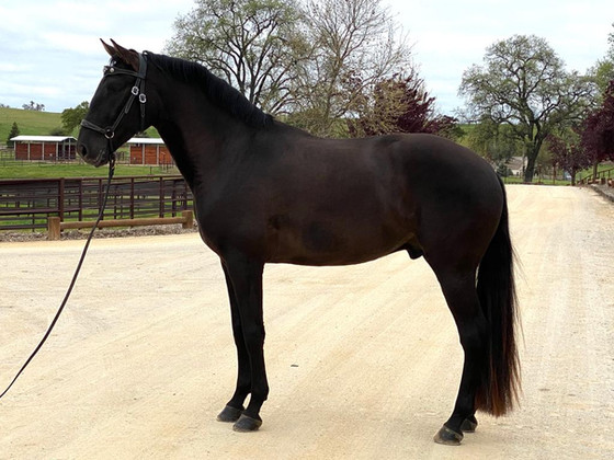 Lusitano Montemor