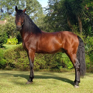 Dressage Lusitano stallion Guarani_5.jpe
