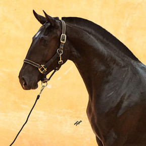 Ophelia do Arete Lusitano filly for sale