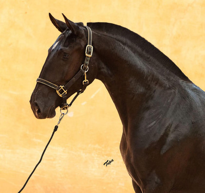 Ophelia do Arete Lusitano filly for sale