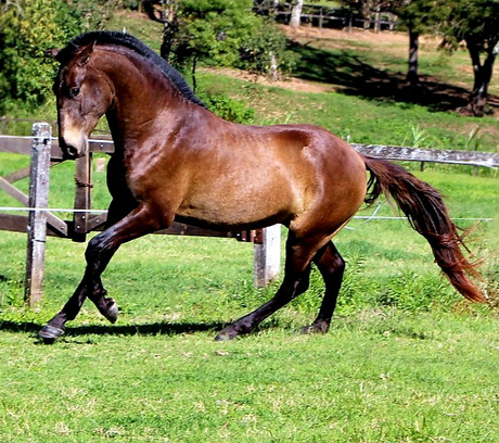 Lyric Dressage Lusitano for sale Oliver