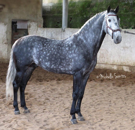 Lyric Dressage Lustiano gelding Honesto