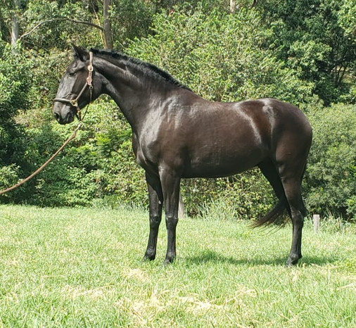 Black Lusitano mare Noite