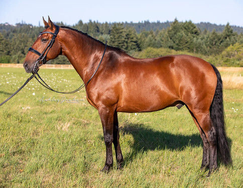 Falcon Dressage Lusitano Gelding