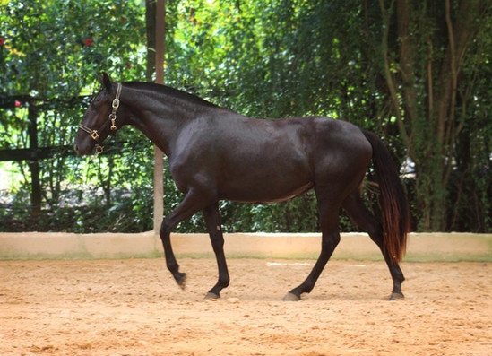 Ophelia do Arete Lusitano filly for sale