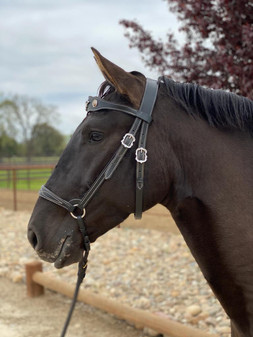 Lusitano Montemor