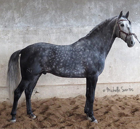 Lyric Dressage Lustiano gelding Honesto