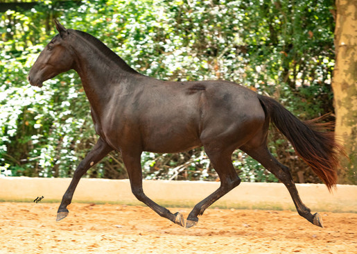 Ophelia do Arete Lusitano filly for sale