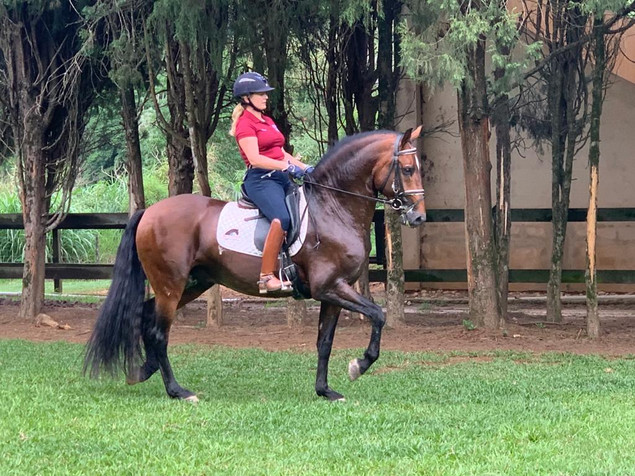 Dressage Lusitano stallion Guarani_3.jpe