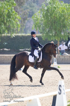 Lyric Dressage Lusitano Xerifino 3.jpeg