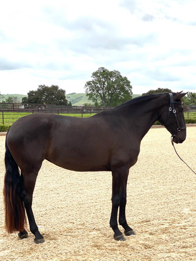 Lyric Dressage Lusitano mare Neblina