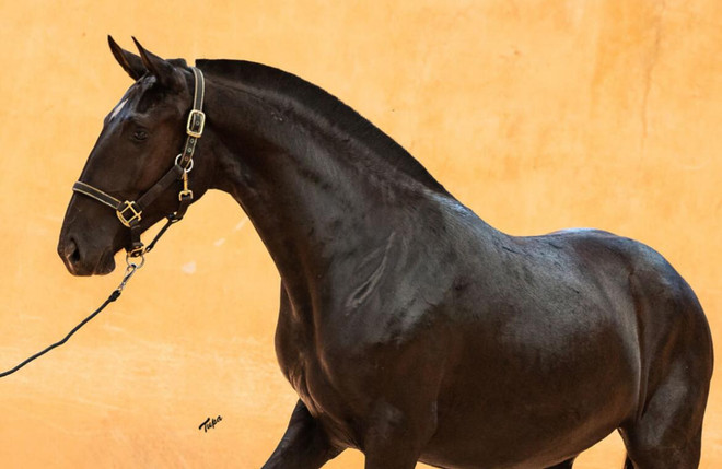 Ophelia do Arete Lusitano filly for sale