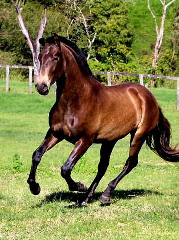 Lyric Dressage Lusitano for sale Oliver